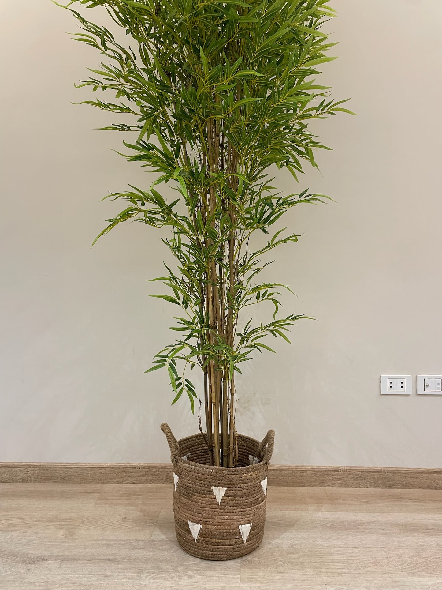 Lush Bamboo | 240 cm | Towering Elegance | Without pot