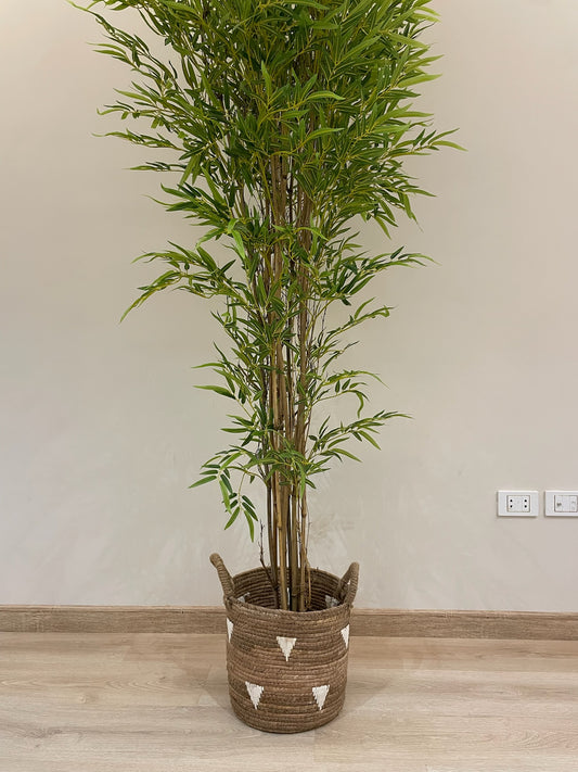 Lush Bamboo | 200 cm | Towering Elegance | Without pot