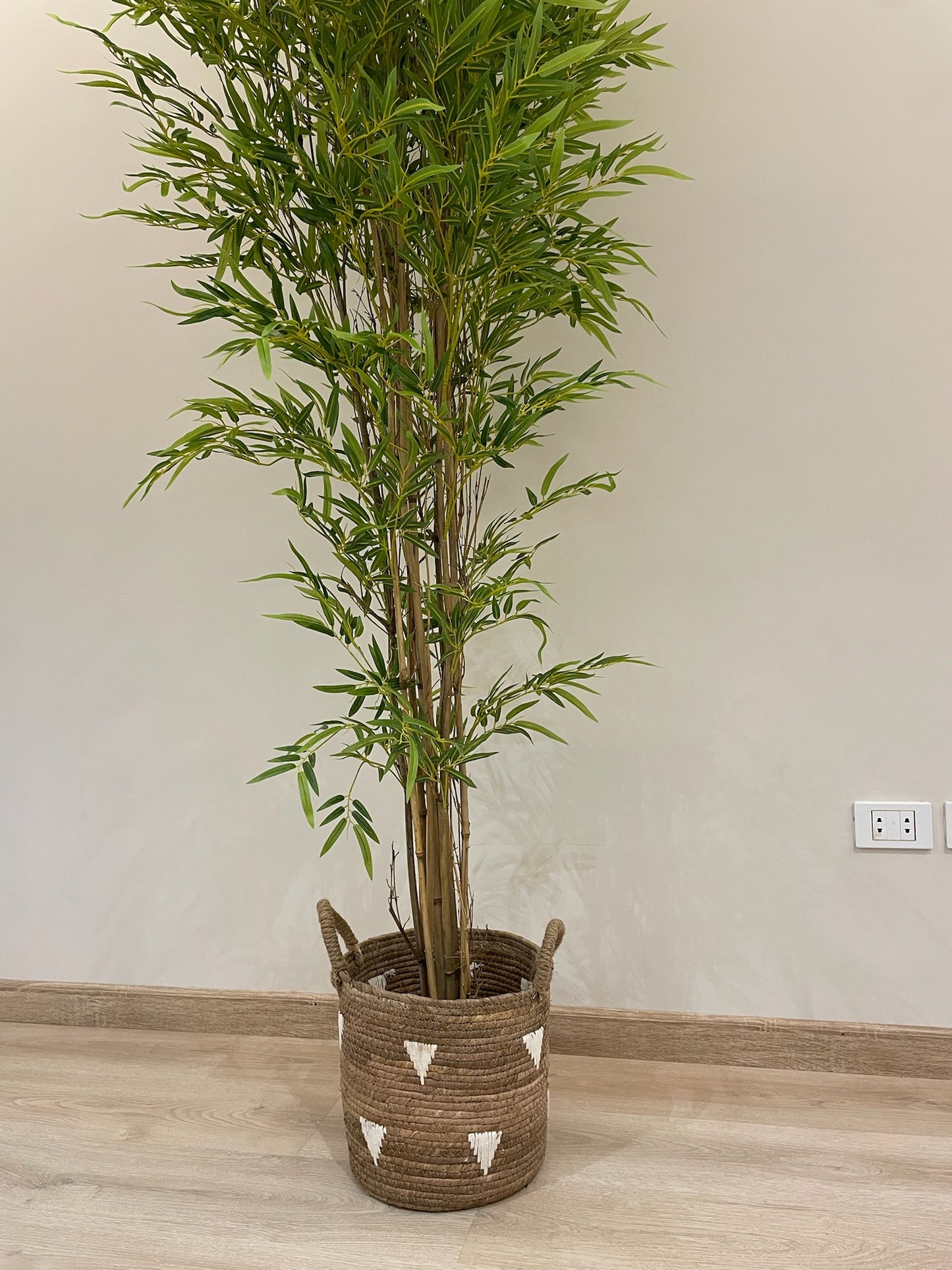 Lush Bamboo | 240 cm | Towering Elegance | Without pot