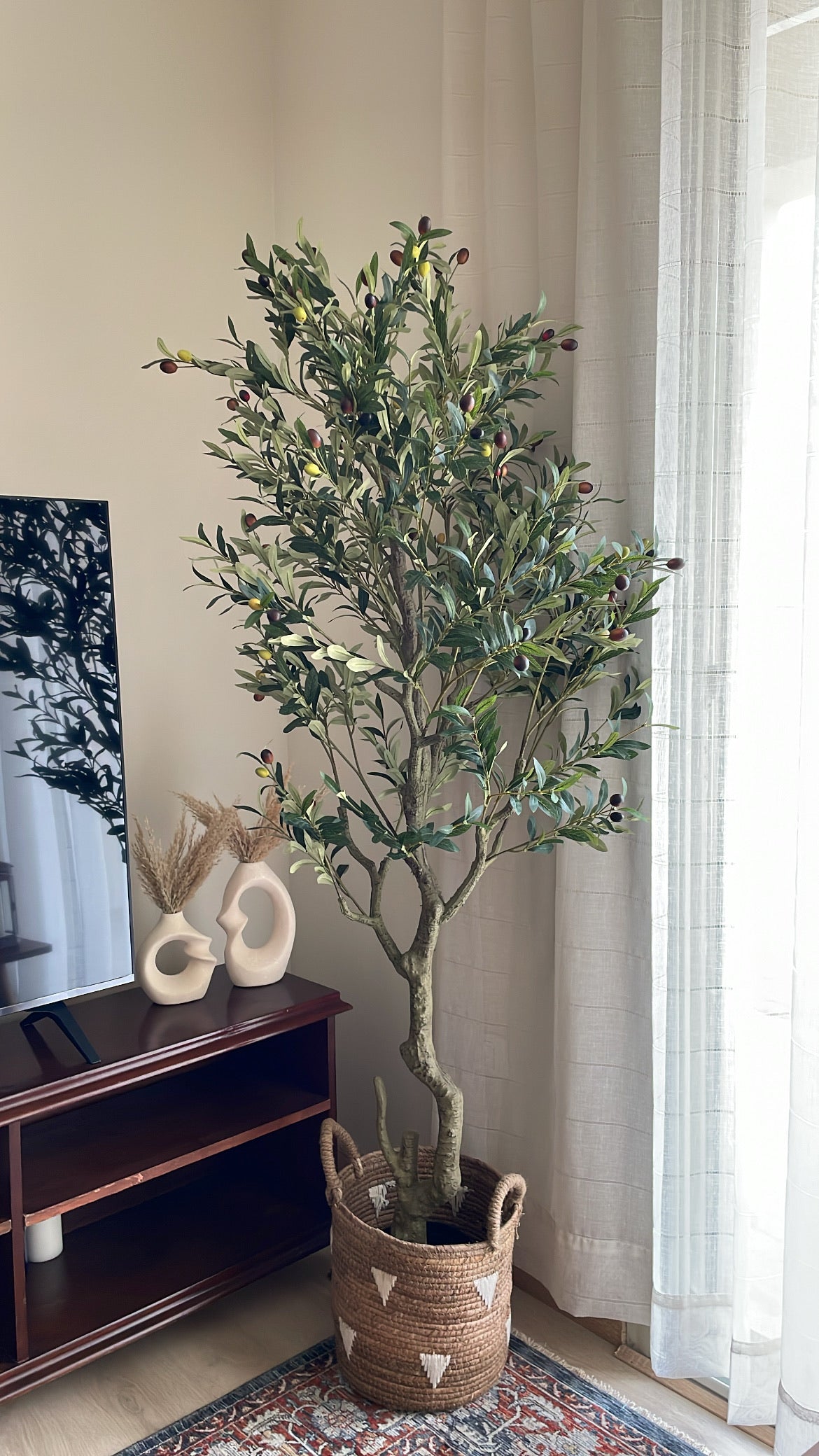 Premium Olive Tree | 200 cm | Thicker and Luxuriant | Without pot