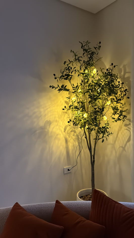Timeless Olive Tree | 200 cm | Refined Beauty | Without pot