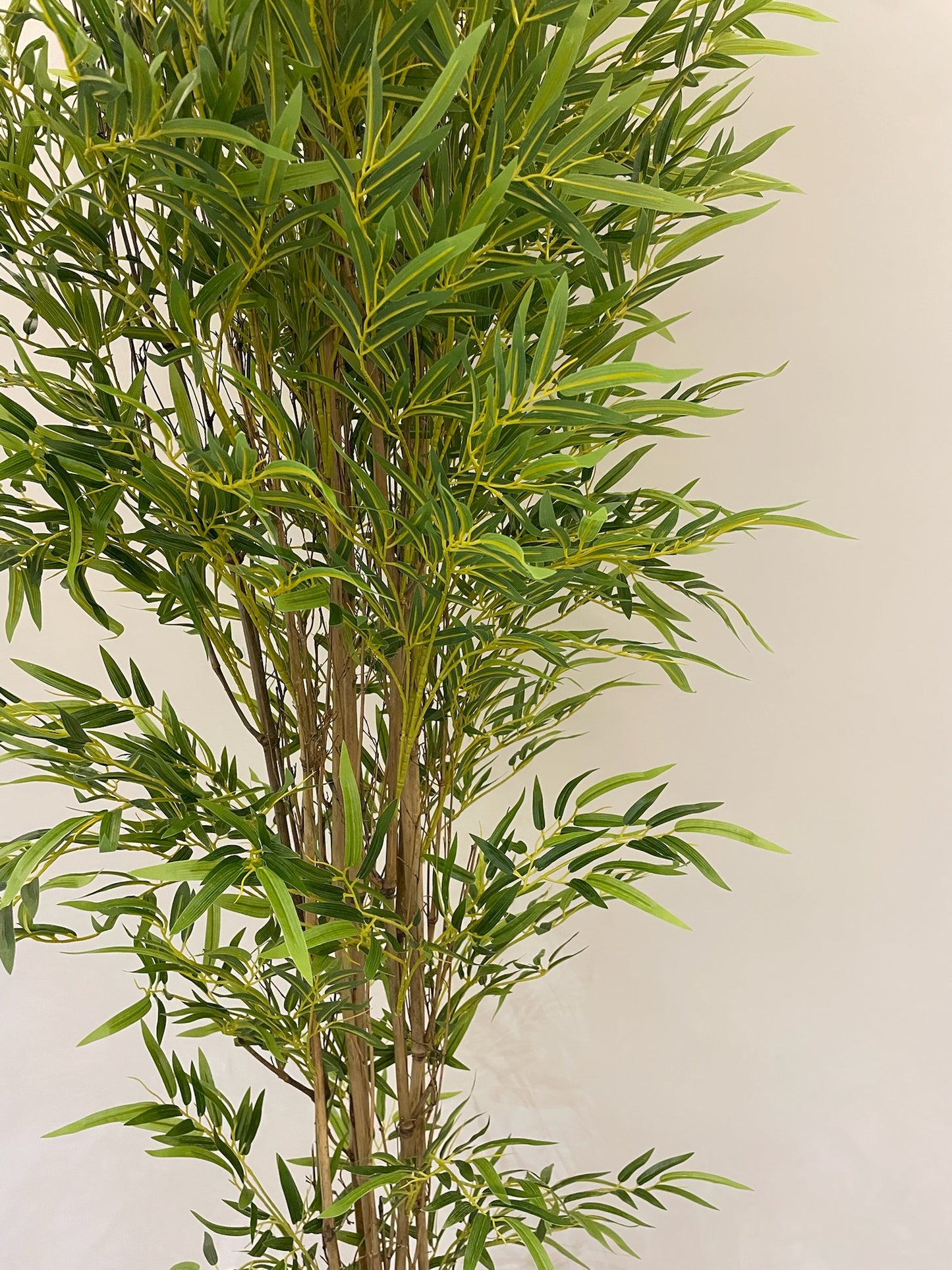Lush Bamboo | 240 cm | Towering Elegance | Without pot