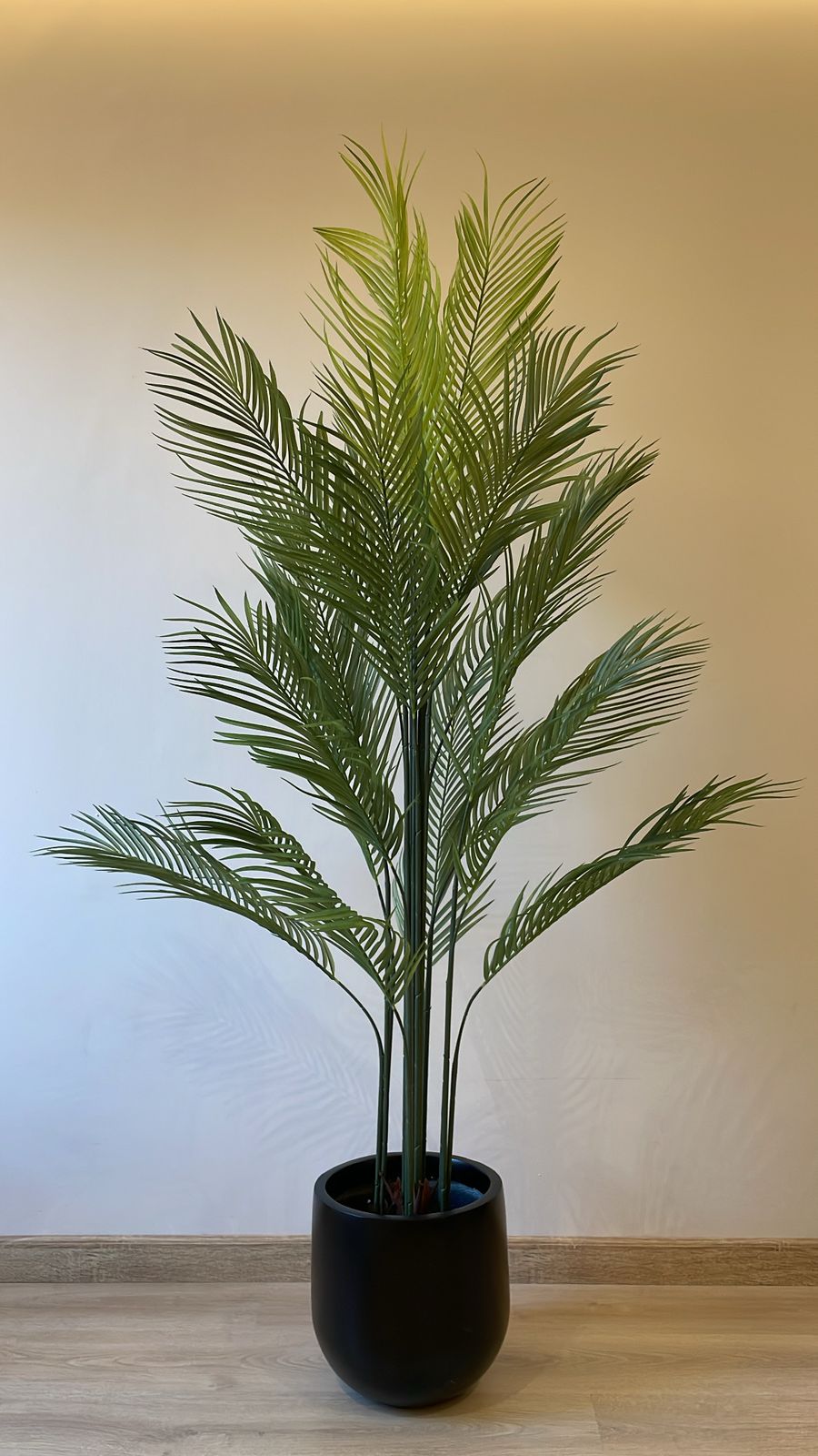 Areca Palm | 180 cm | Tropical Splendor | Without pot