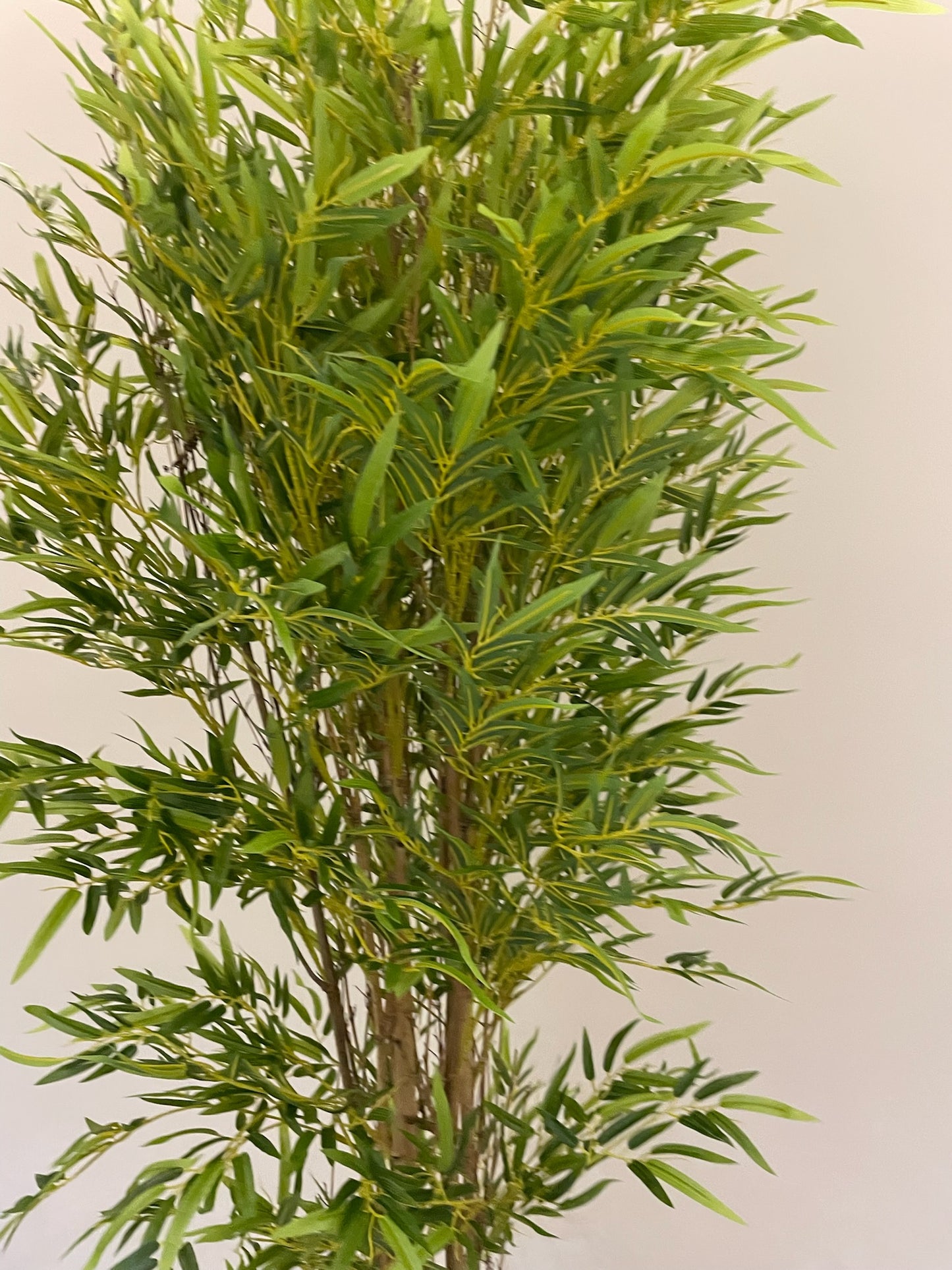 Lush Bamboo | 240 cm | Towering Elegance | Without pot