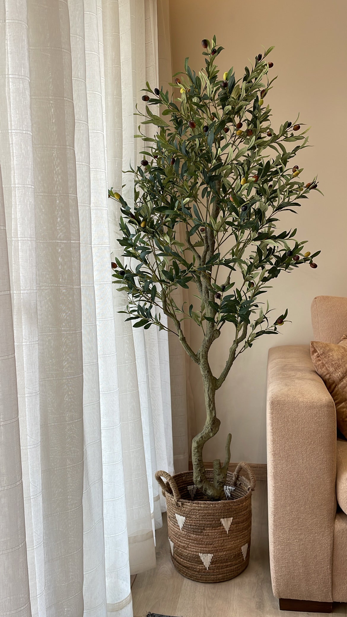 Premium Olive Tree | 200 cm | Thicker and Luxuriant | Without pot