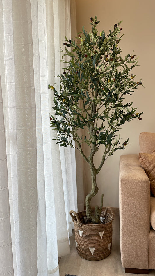 Premium Olive Tree | 200 cm | Thicker and Luxuriant | Without pot