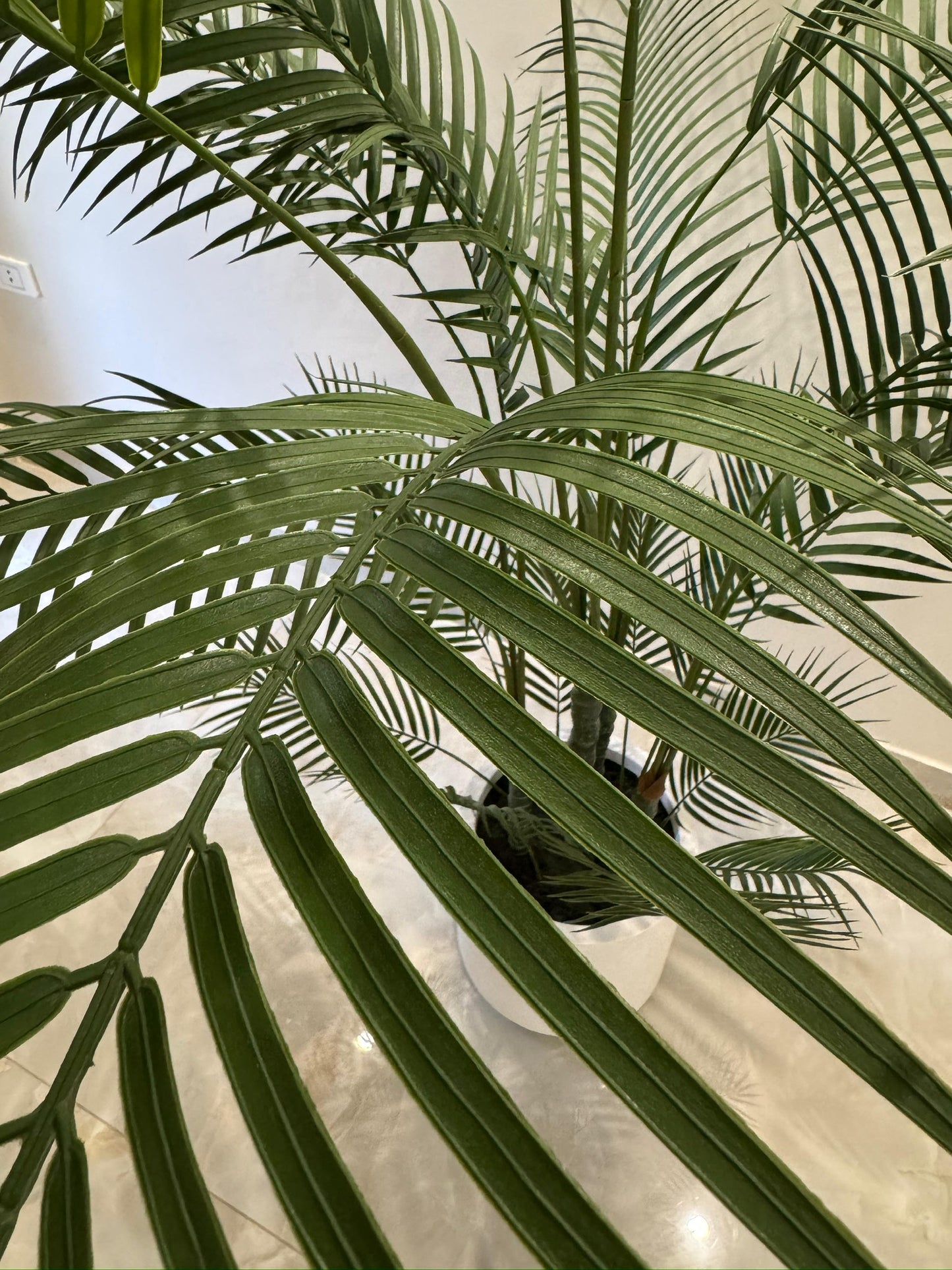 Charming Chamdoria | 180 cm | Without pot