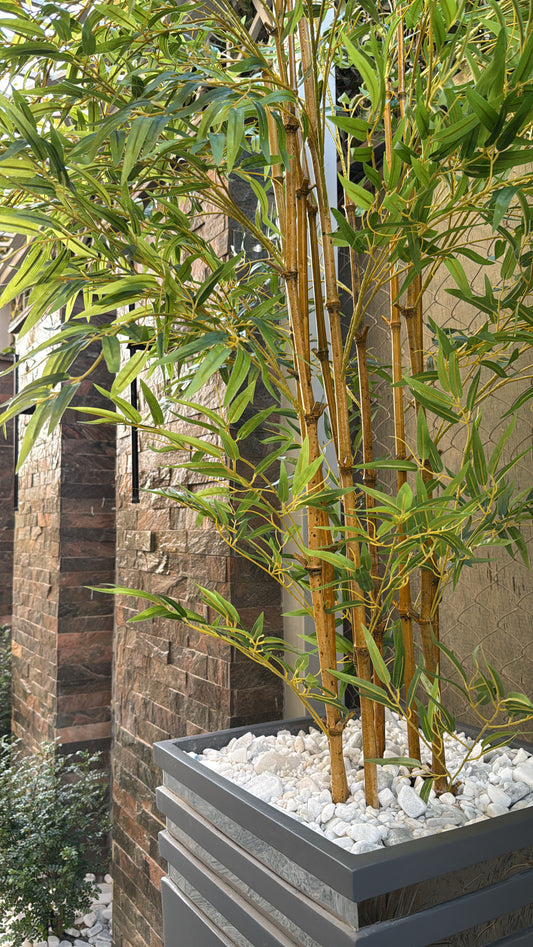 Lush Bamboo | 240 cm | Towering Elegance | Without pot