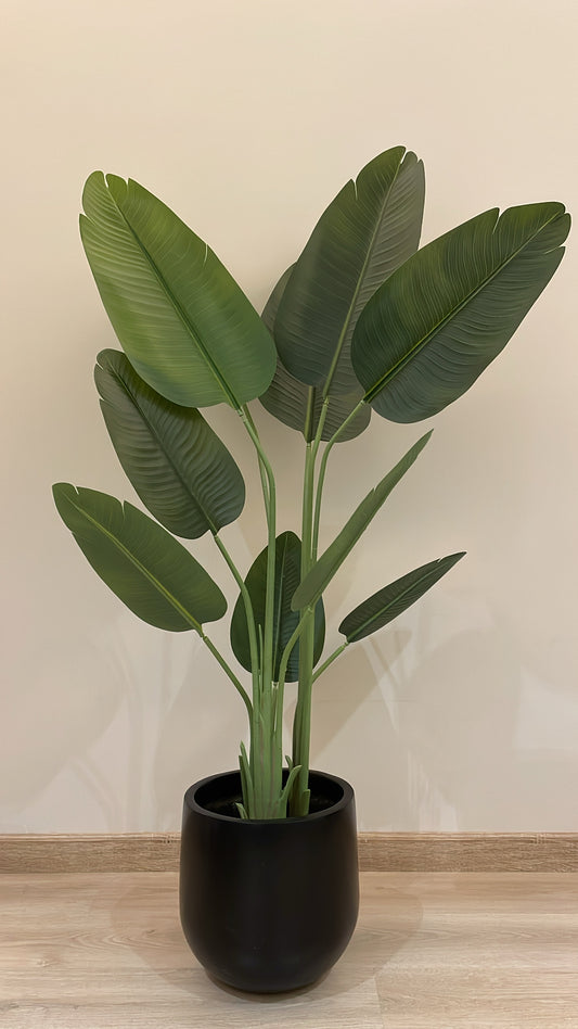Exquisite Banana Tree | 170 cm | Lush Greenery | Without pot