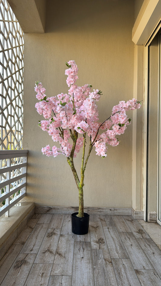 Cherry Blossom | 180 CM | Without pot