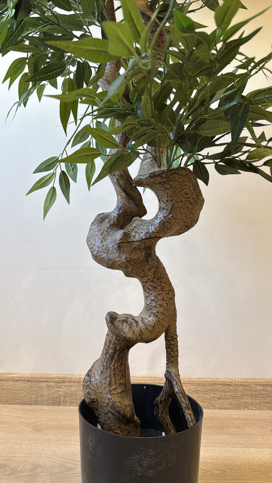 Ficus Bonsai