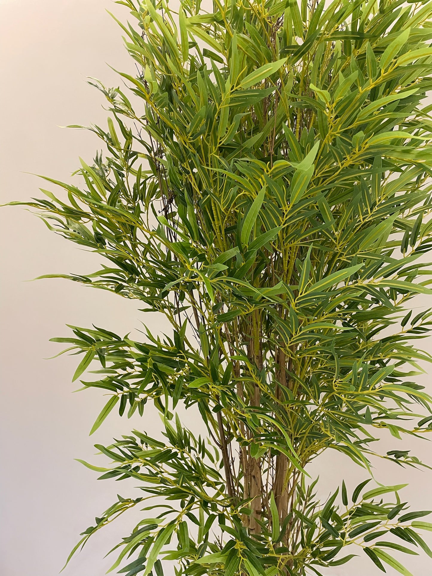 Lush Bamboo | 240 cm | Towering Elegance | Without pot