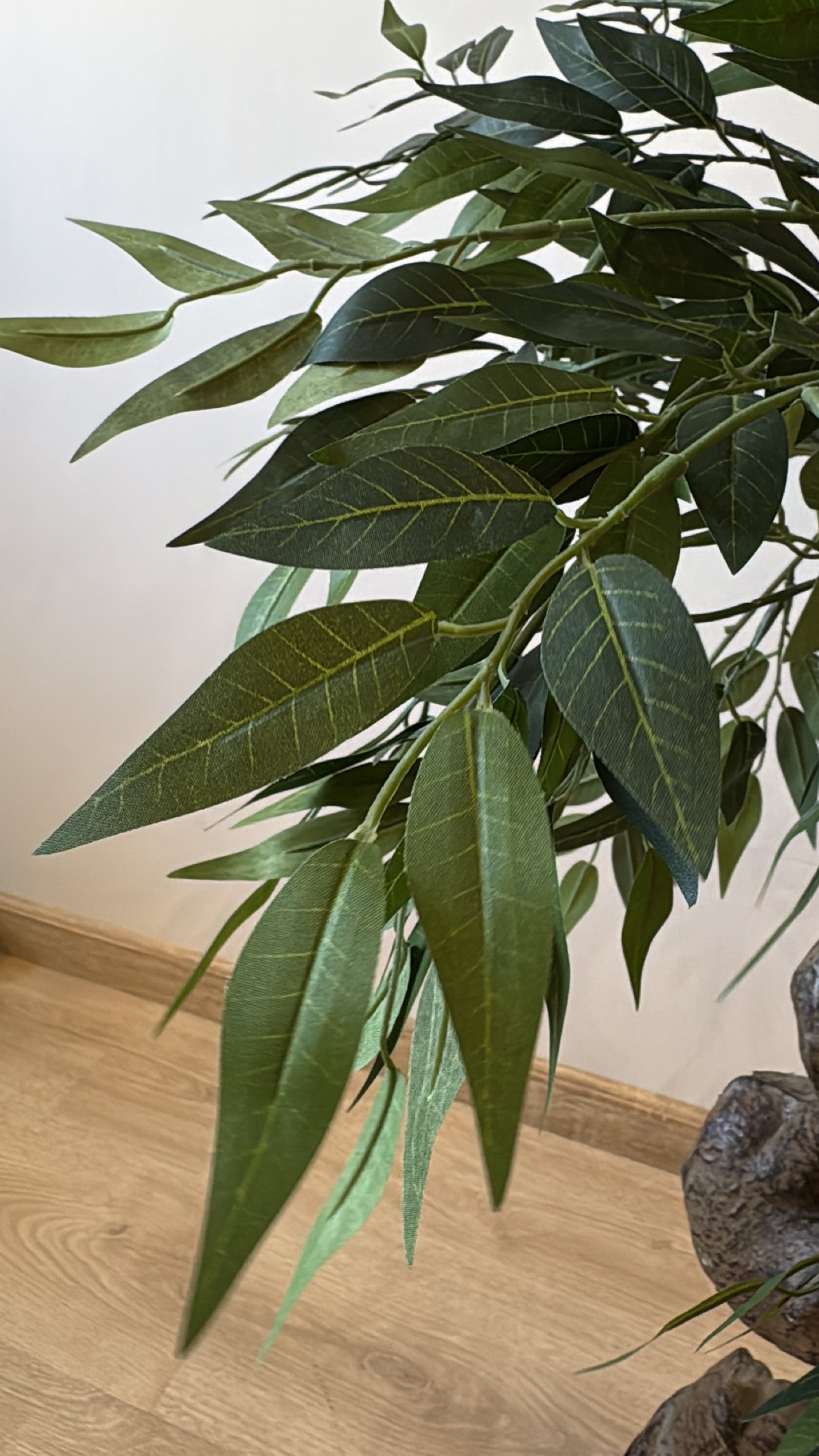 Ficus Bonsai