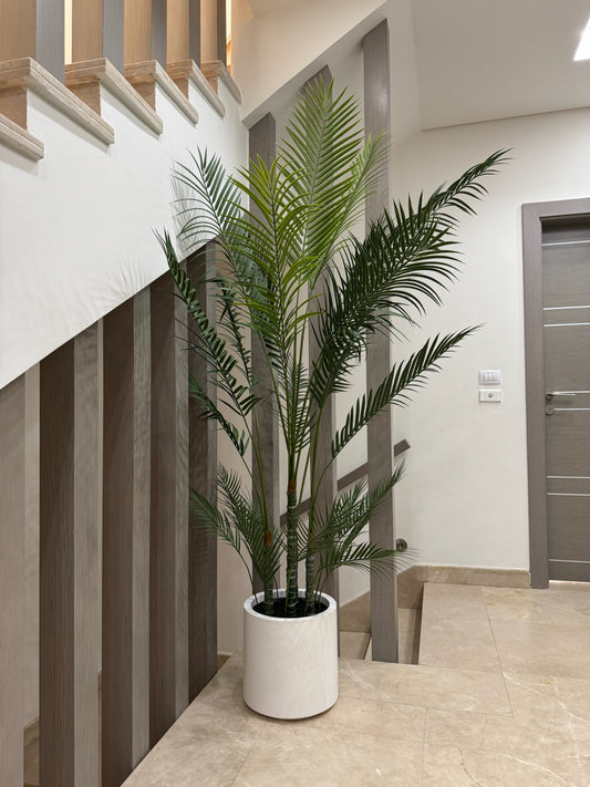 Charming Chamdoria | 200 cm | Includes Custom Pot