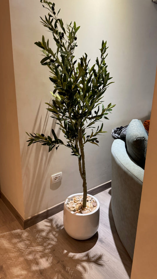 Timeless Olive Tree | 150 cm | Refined Beauty | Without pot