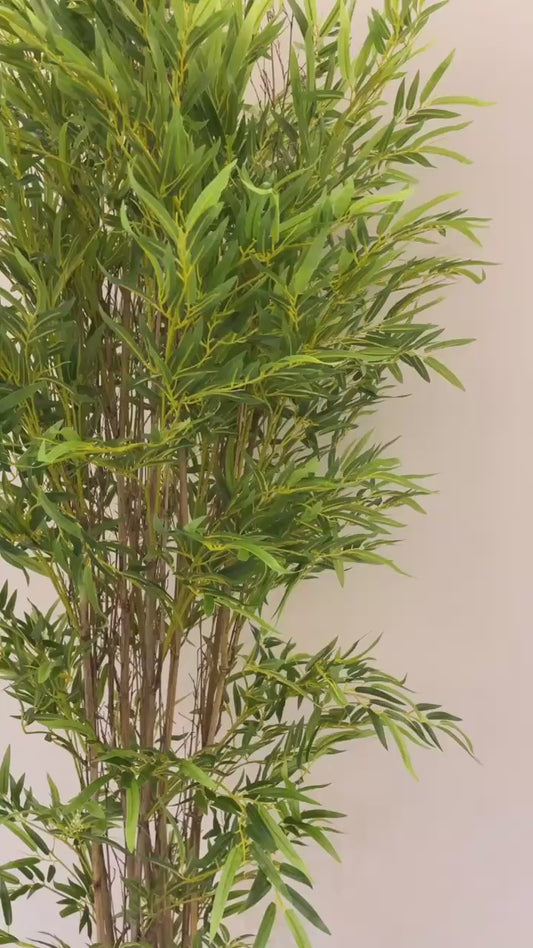 Lush Bamboo | 240 cm | Towering Elegance | Without pot