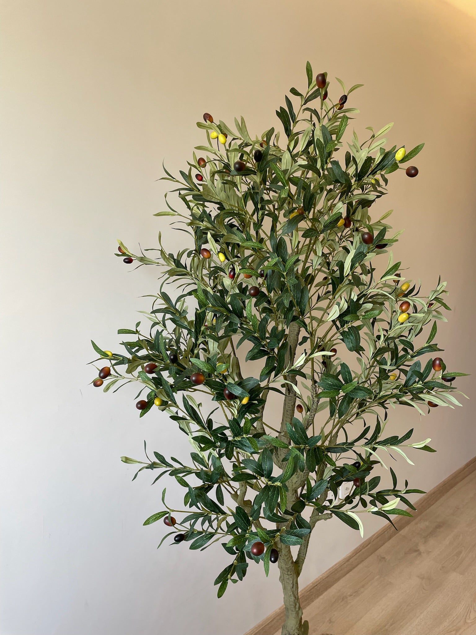 Premium Olive Tree | 200 cm | Thicker and Luxuriant | Without pot
