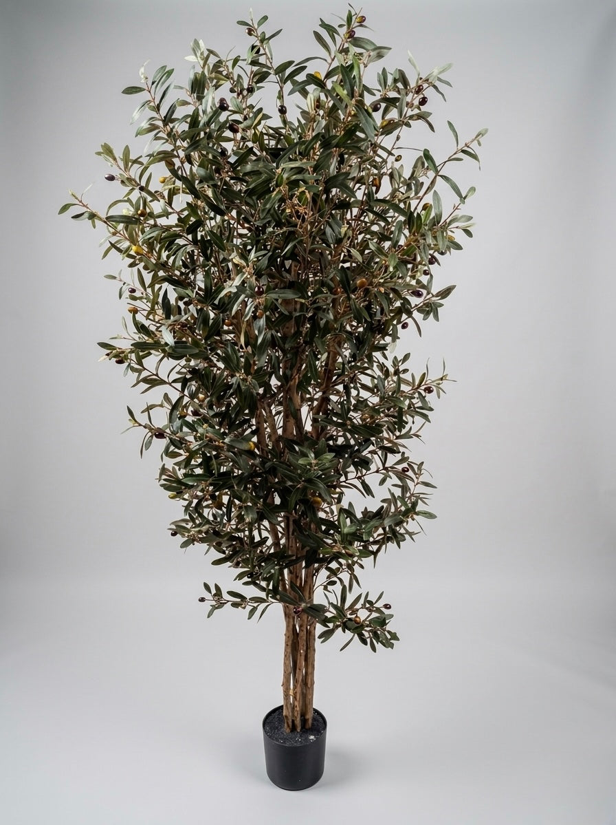 Premium Olive Tree | 200 cm | Thicker and Luxuriant | Without pot