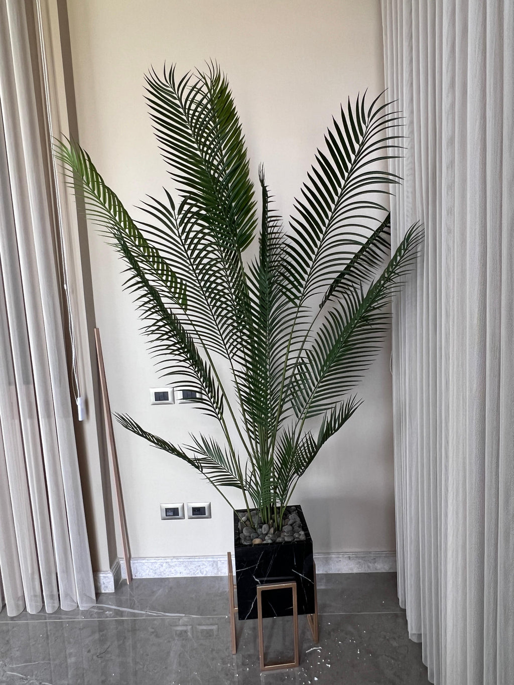 Charming Chamdoria | 180 cm | Without pot