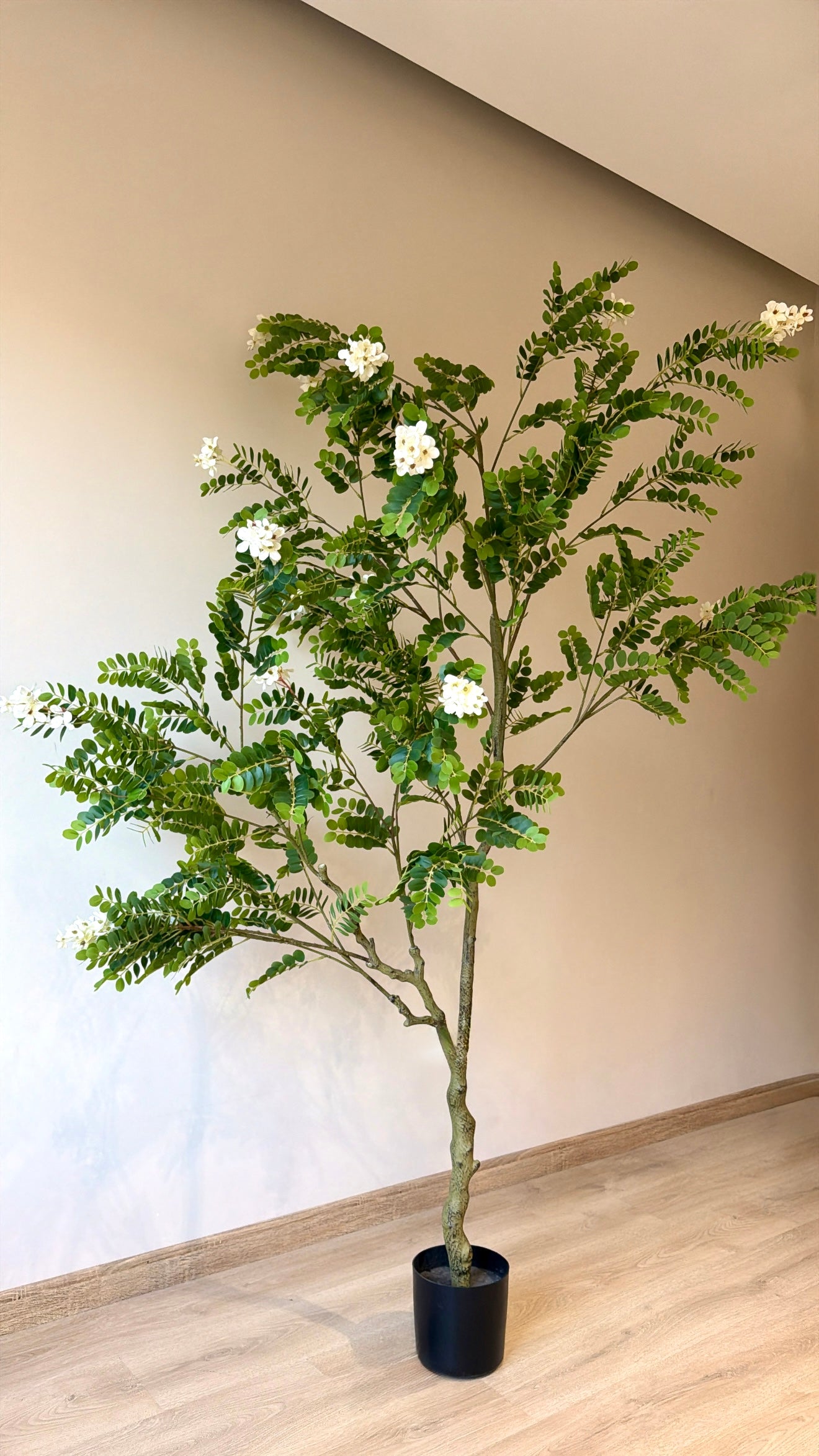 White Jasmine Tree  | 220 CM | Without pot