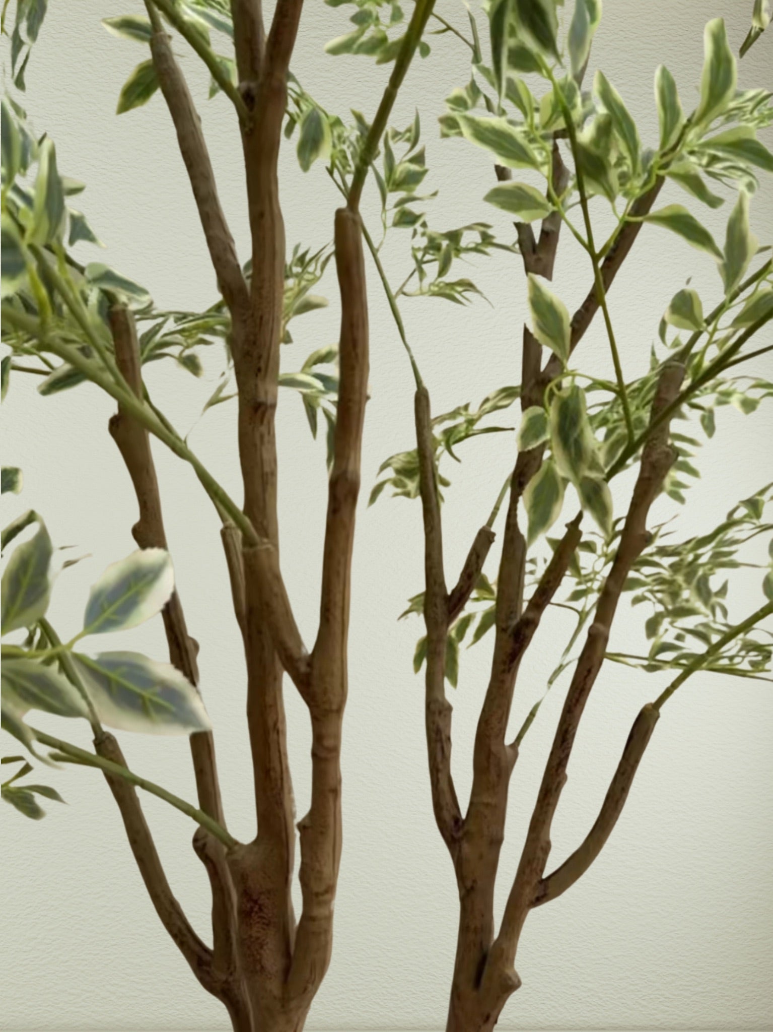Weeping Tree | 210 cm | Verdant Green | Without pot