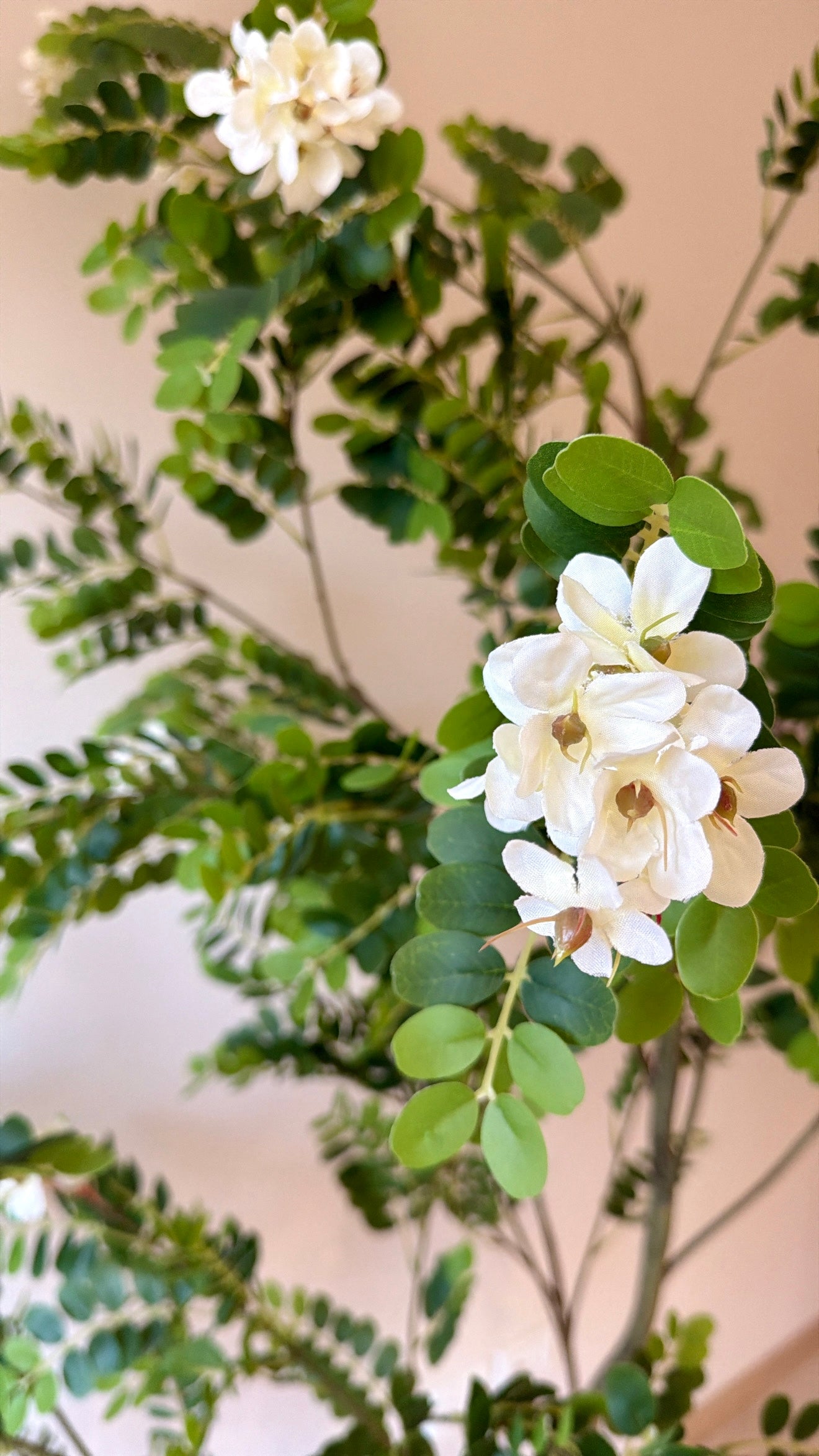 White Jasmine Tree  | 220 CM | Without pot