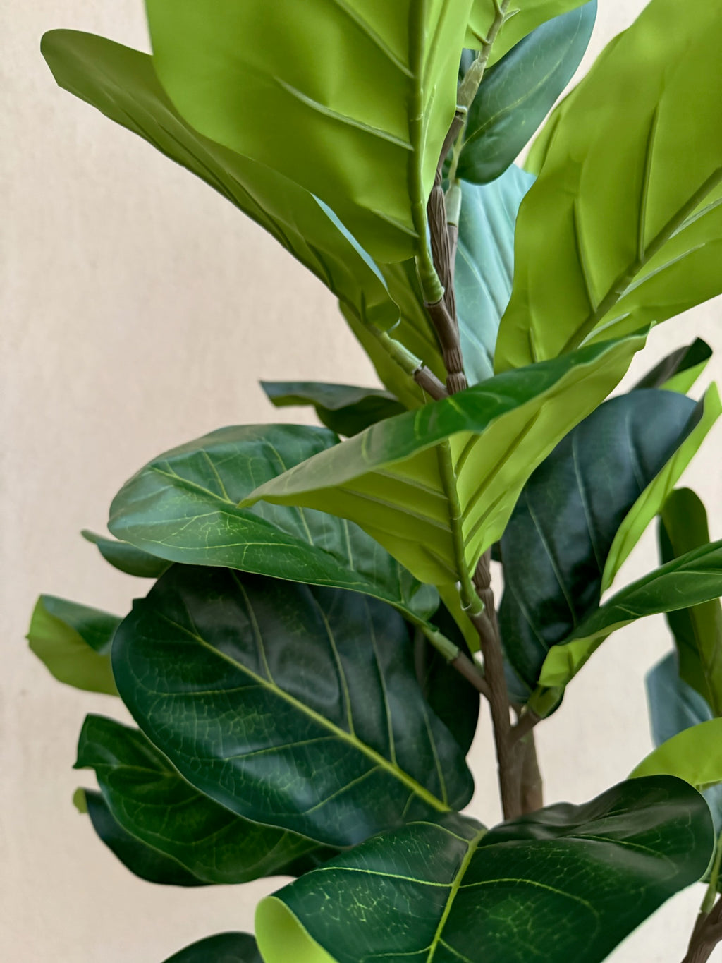 Fiddle Fig | 150 cm | Lush Foliage | Without pot
