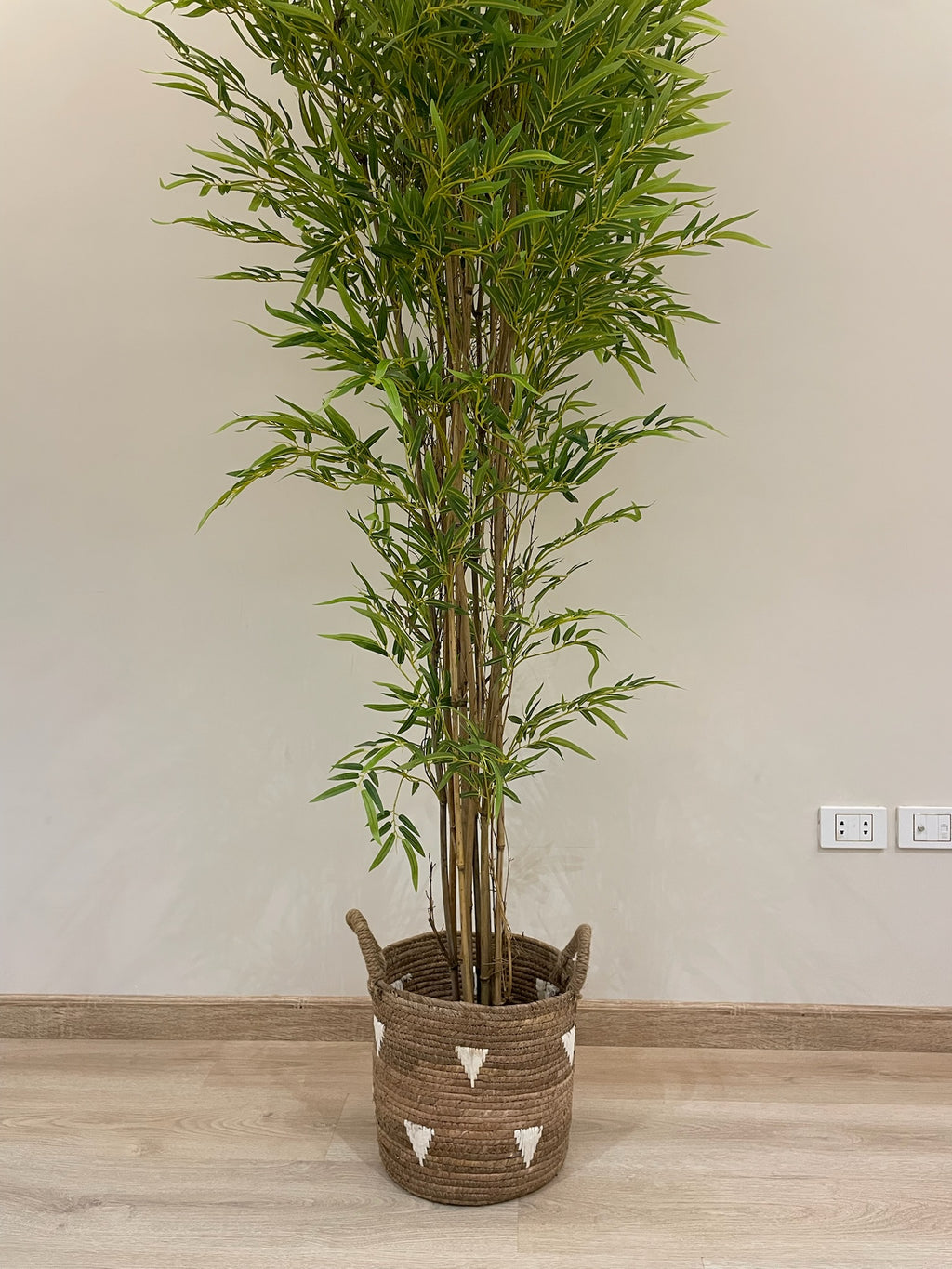 Lush Bamboo | 200 cm | Towering Elegance | Without pot