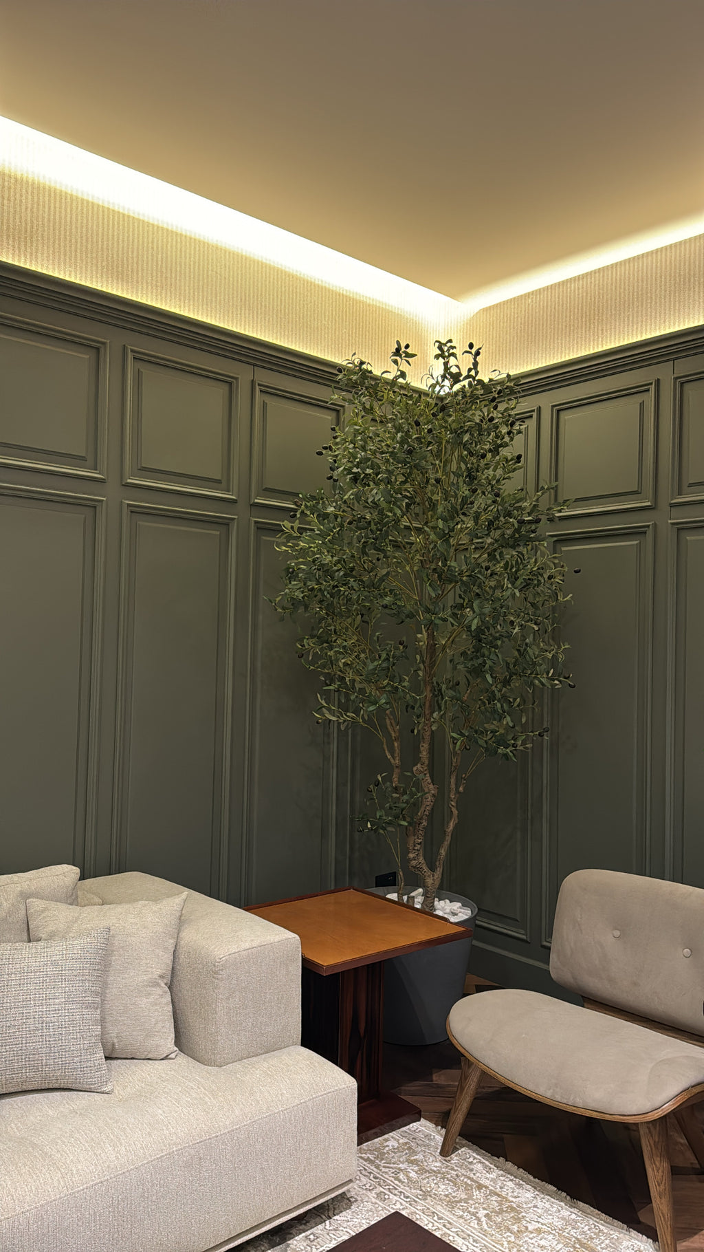 Majestic Olive Tree | 250 cm | Grandeur Unmatched | Without pot