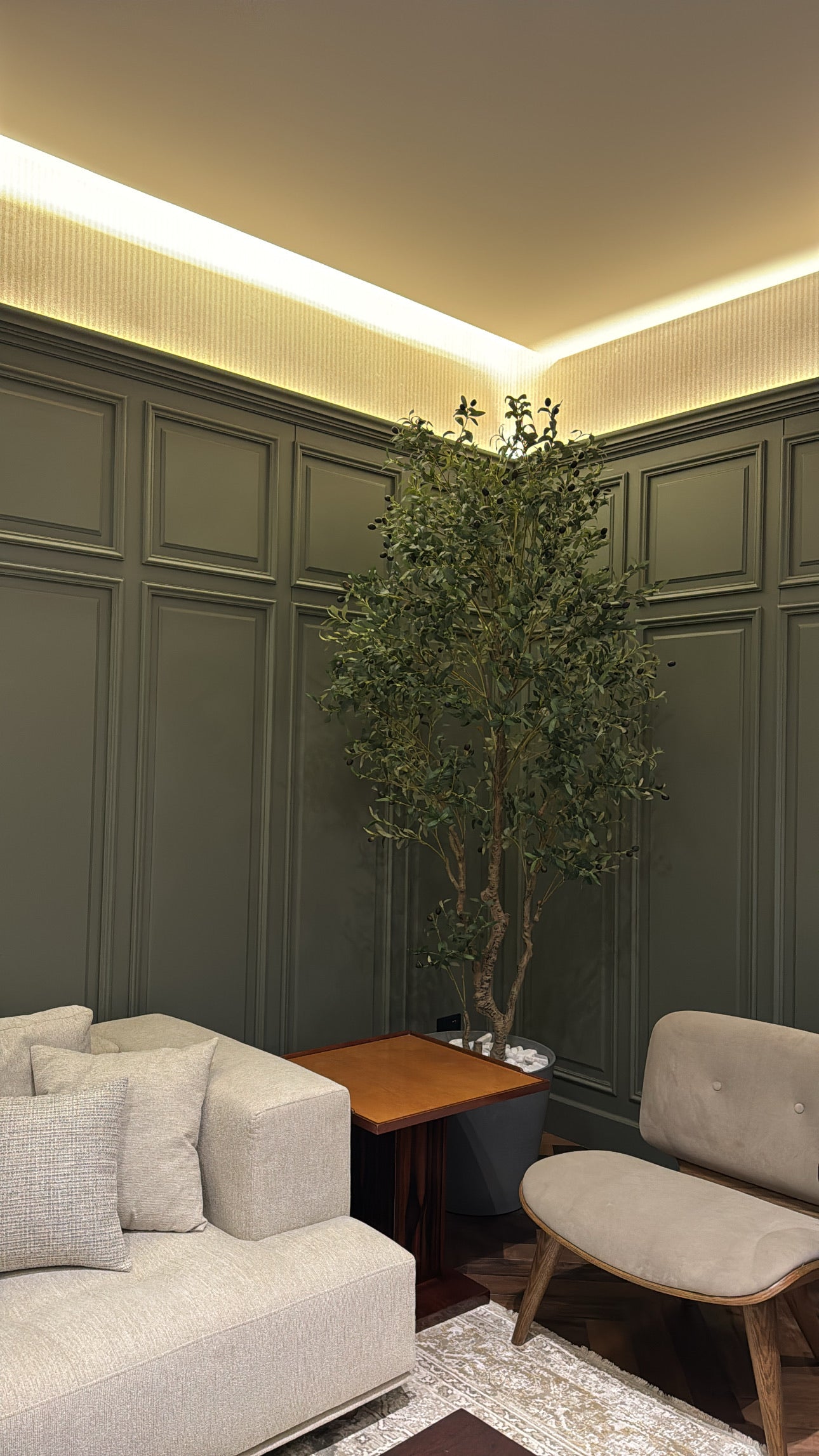 Majestic Olive Tree | 250 cm | Grandeur Unmatched | Without pot