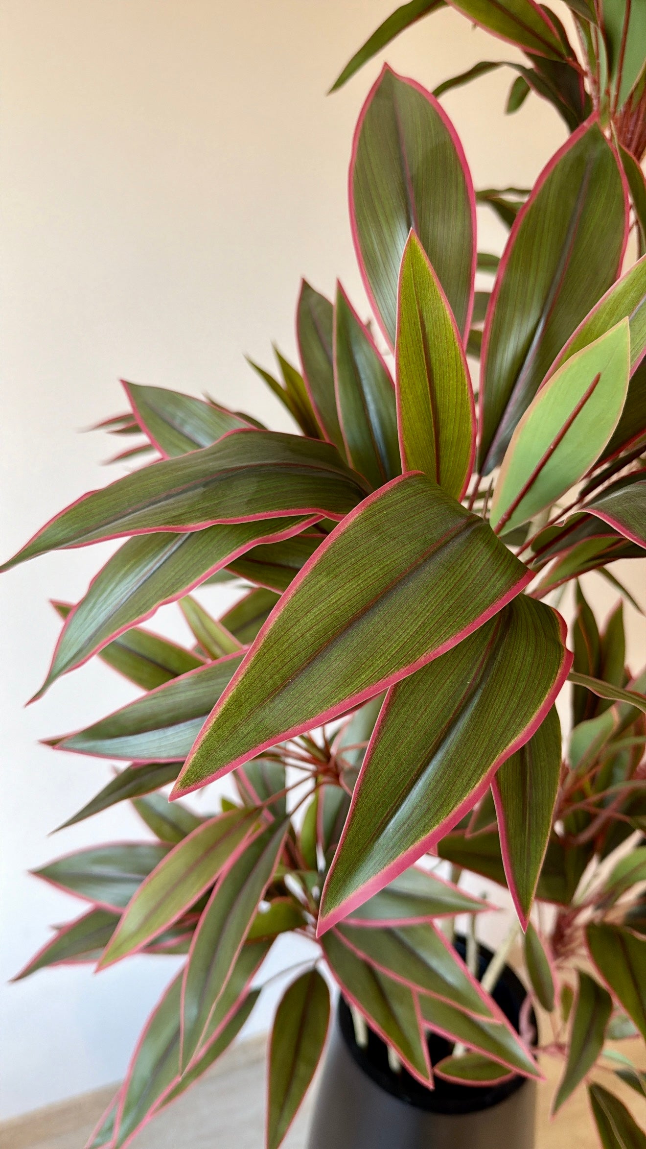 Red Dracaena | 170 cm | Lush Foliage | Without pot