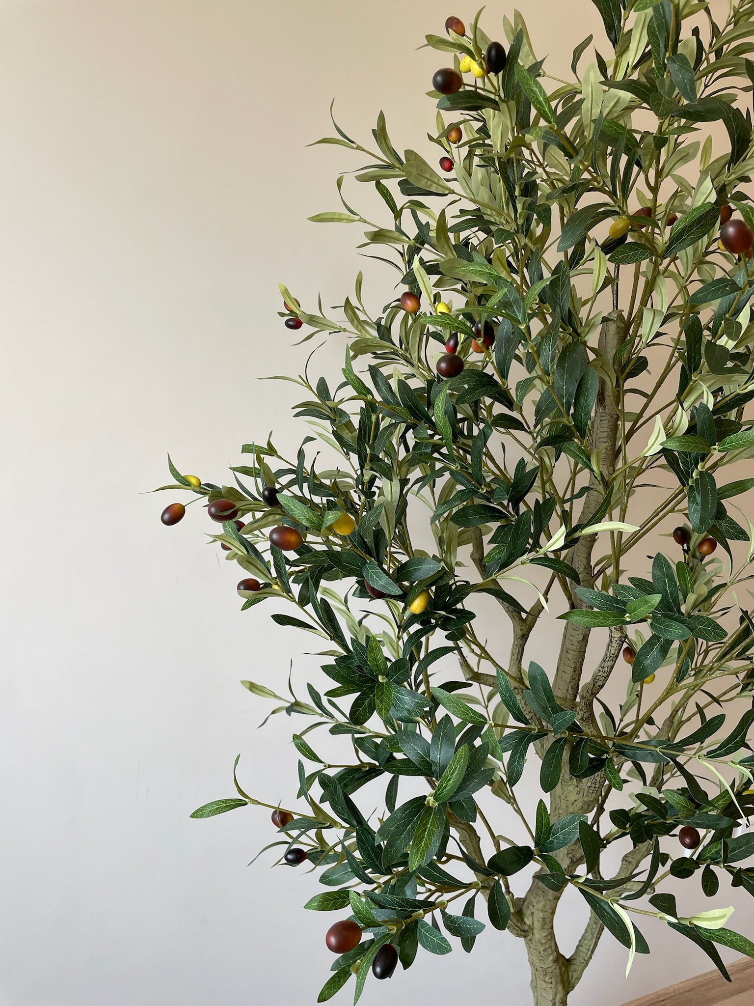 Premium Olive Tree | 200 cm | Thicker and Luxuriant | Without pot