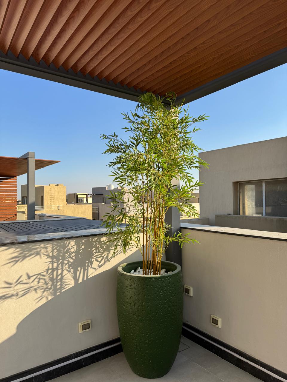 Lush Bamboo | 240 cm | Towering Elegance | Without pot