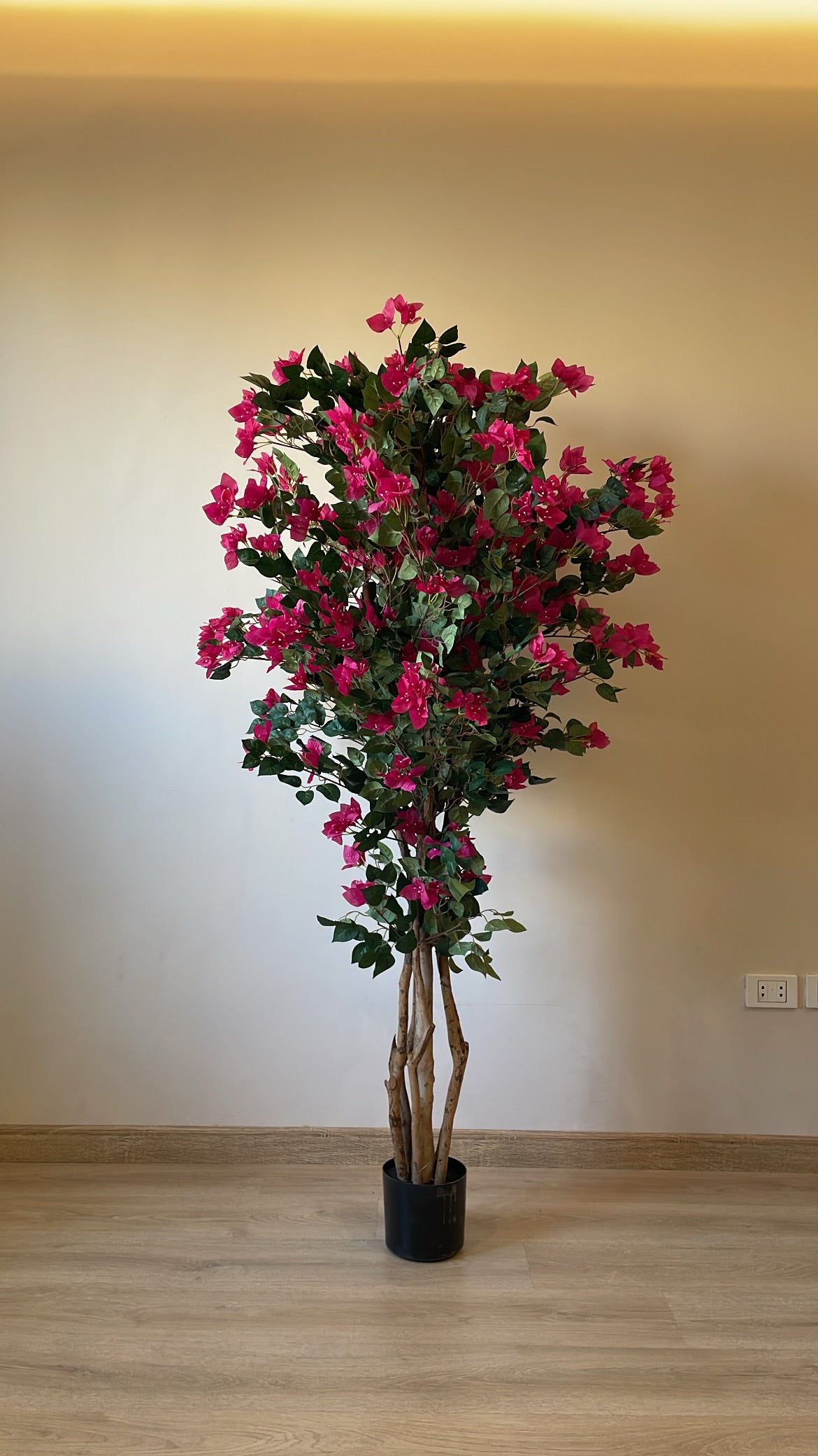 Bougainvillea | 2 M | Without pot
