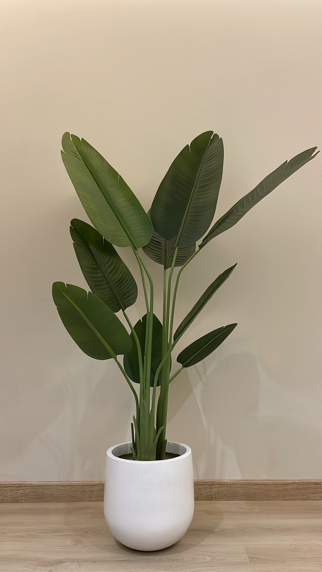 Exquisite Banana Tree | 170 cm | Lush Greenery | Without pot