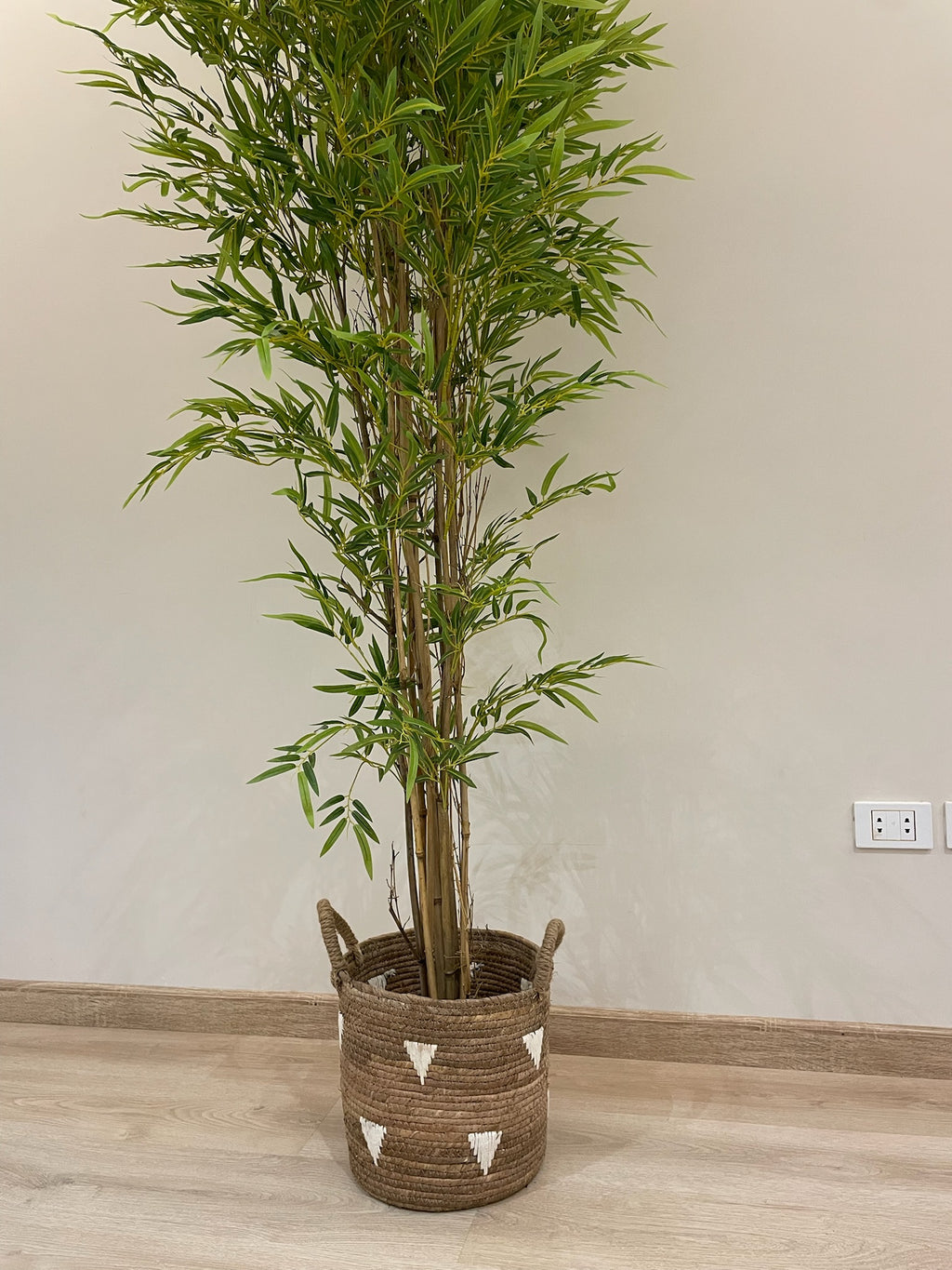 Lush Bamboo | 200 cm | Towering Elegance | Without pot