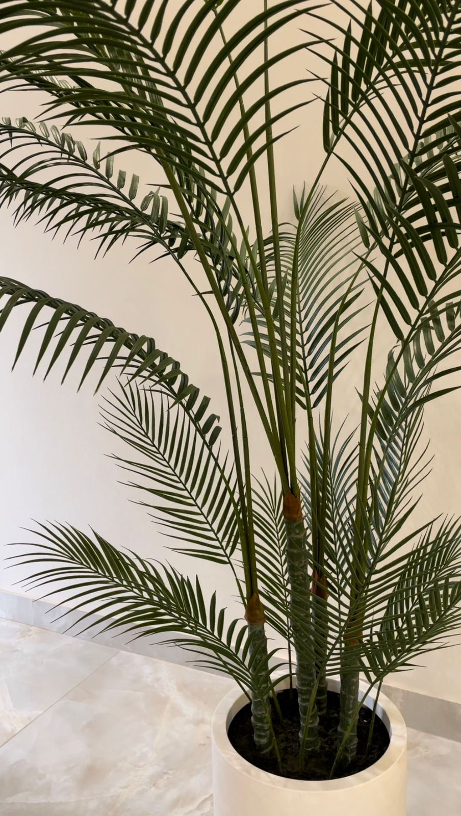 Charming Chamdoria | 180 cm | Without pot