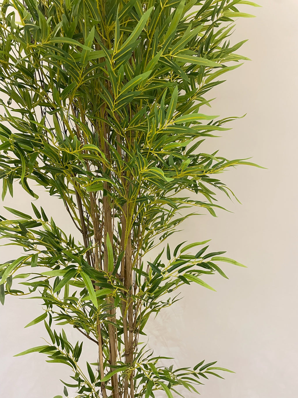 Lush Bamboo | 200 cm | Towering Elegance | Without pot