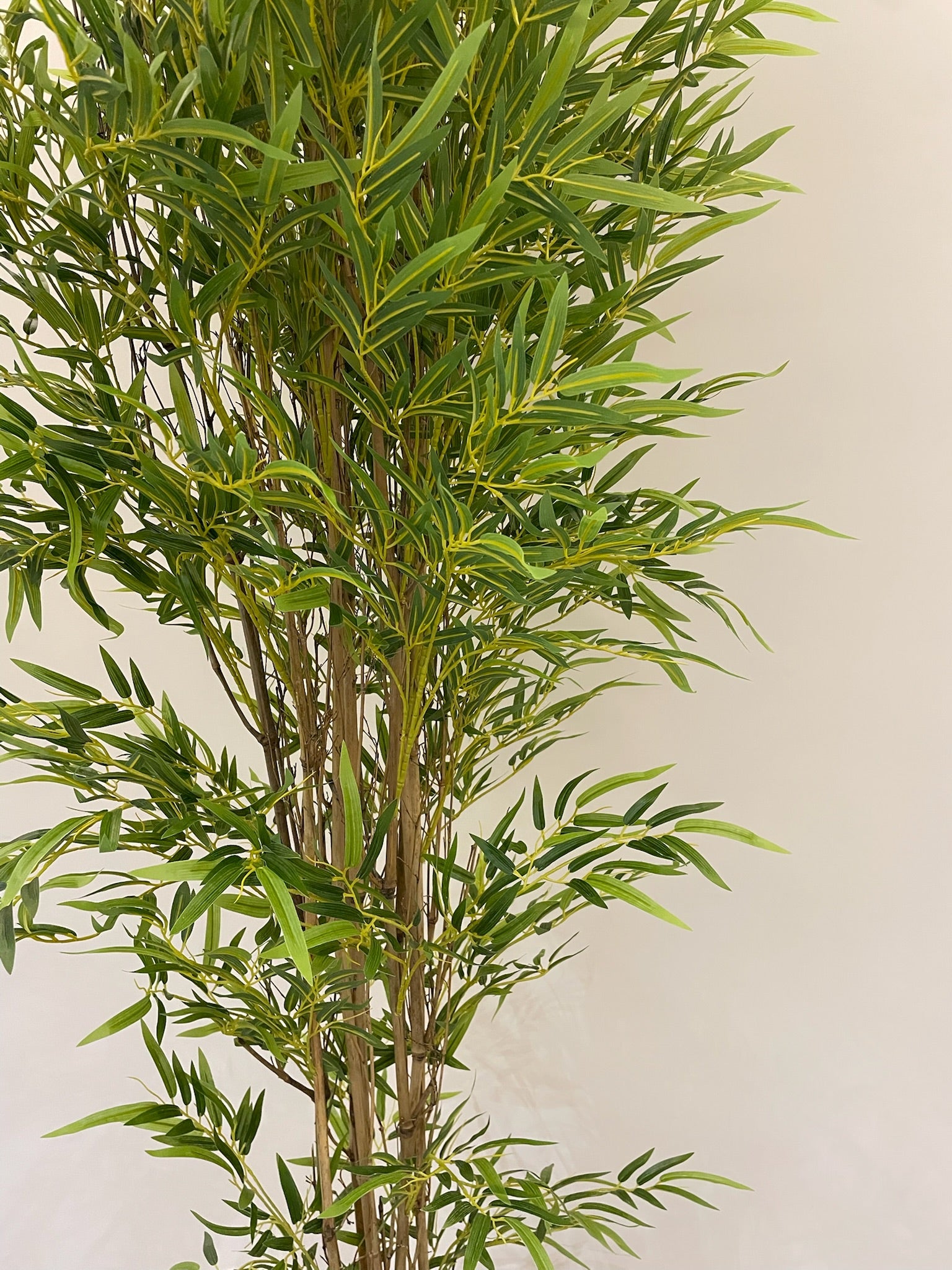 Lush Bamboo | 200 cm | Towering Elegance | Without pot