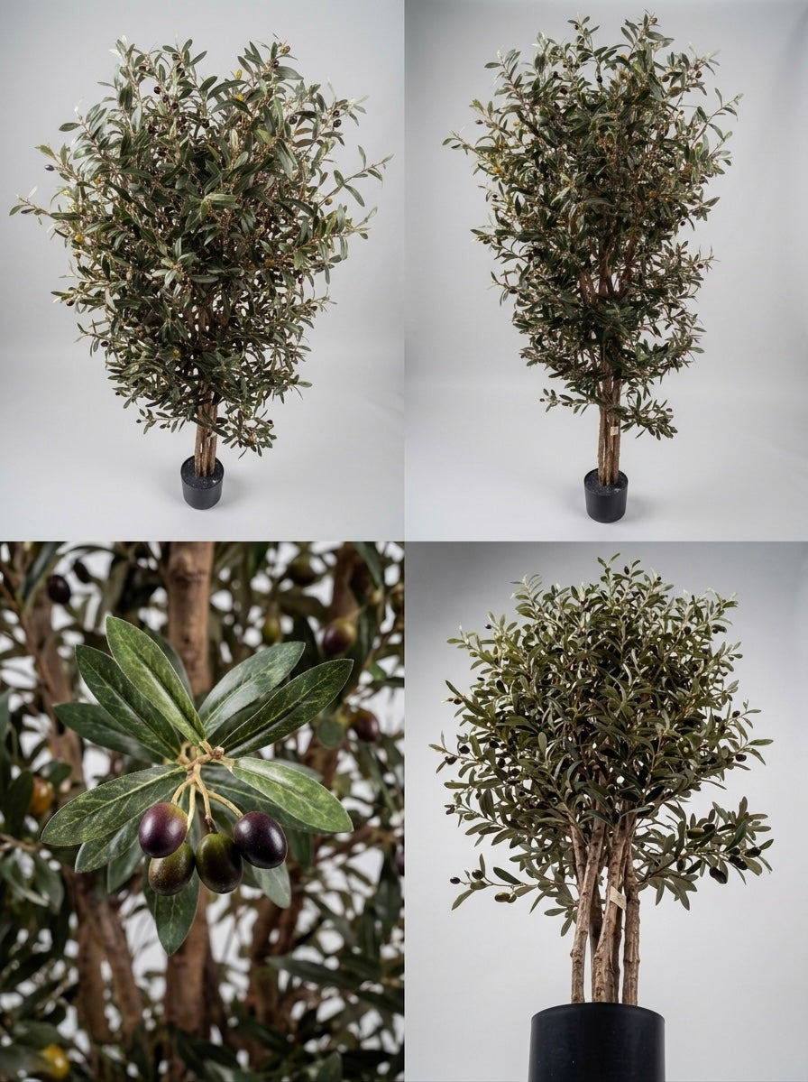 Premium Olive Tree | 200 cm | Thicker and Luxuriant | Without pot