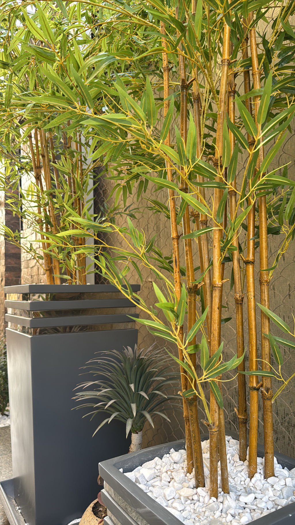 Lush Bamboo | 240 cm | Towering Elegance | Without pot