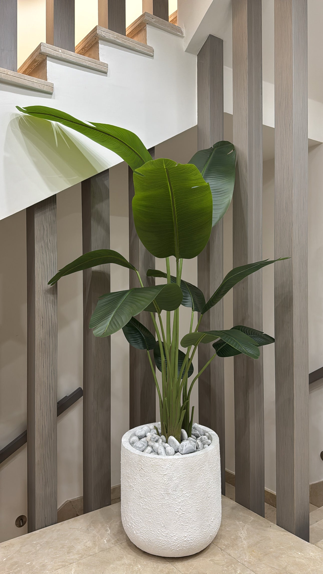 Exquisite Banana Tree | 200 cm | Lush Greenery | Without pot