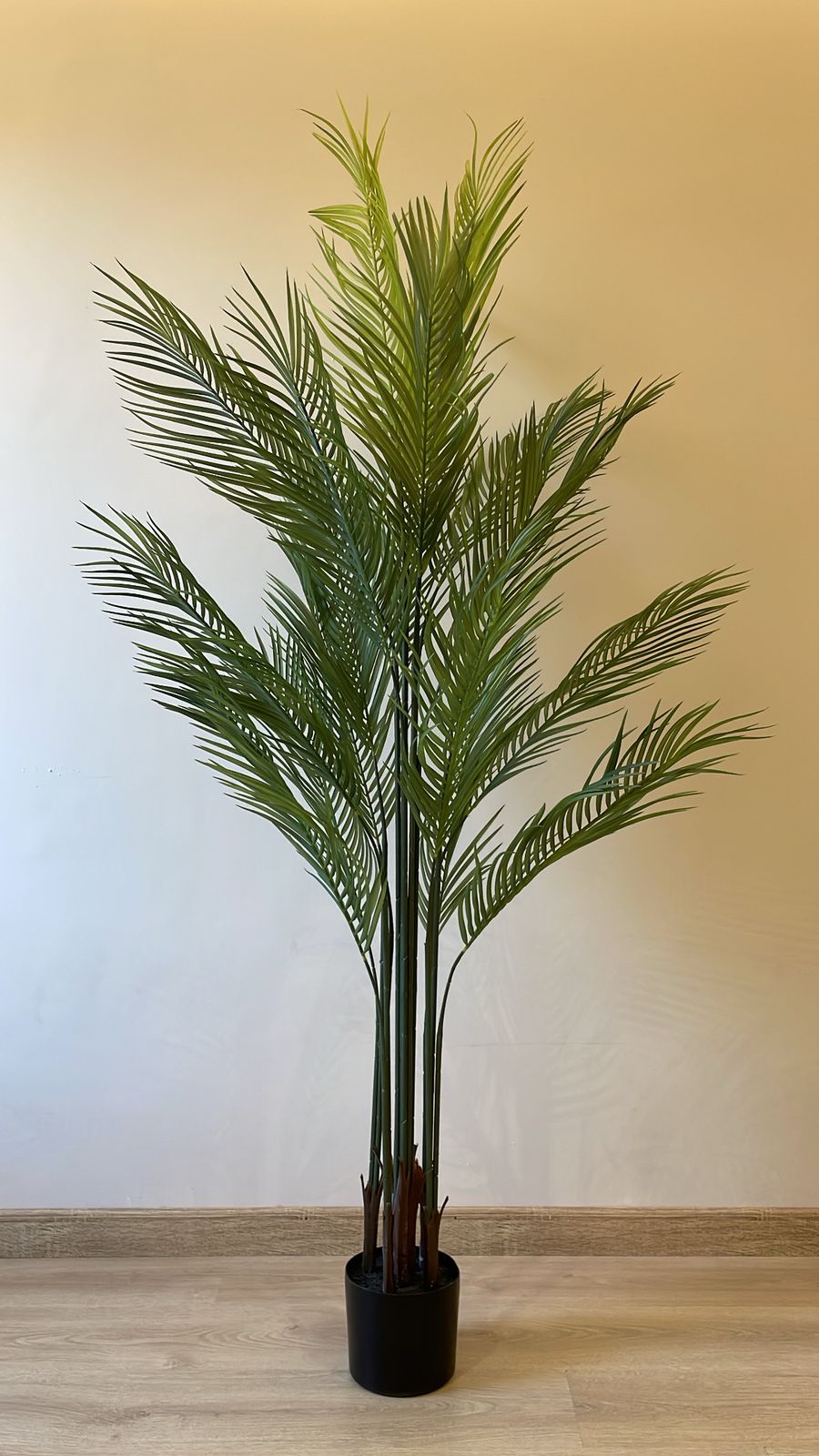 Areca Palm | 180 cm | Tropical Splendor | Without pot