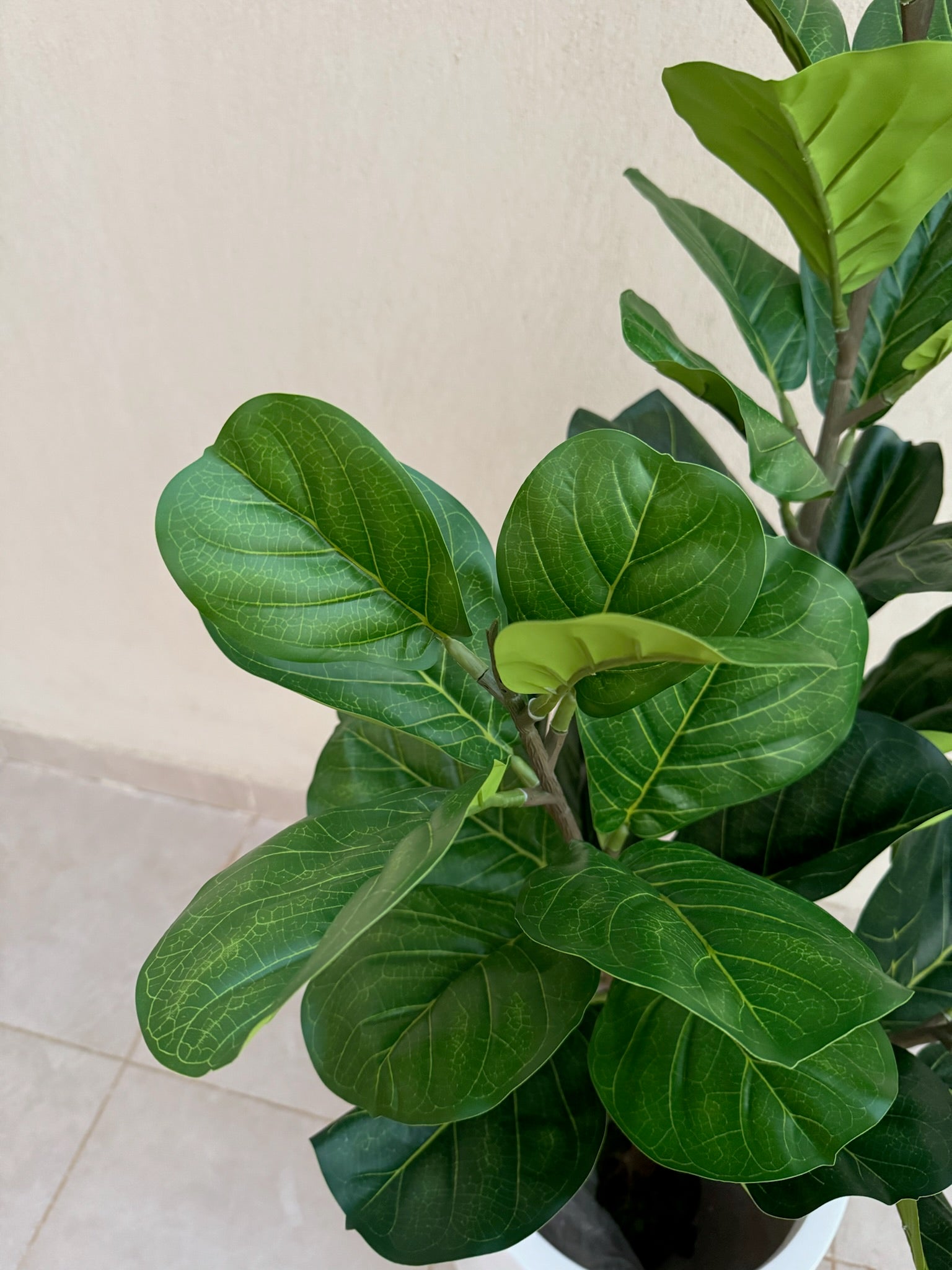 Fiddle Fig | 150 cm | Lush Foliage | Without pot
