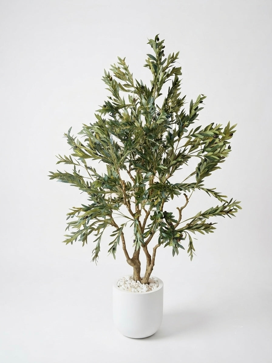 OLIVE TREE | WITHOUT POT