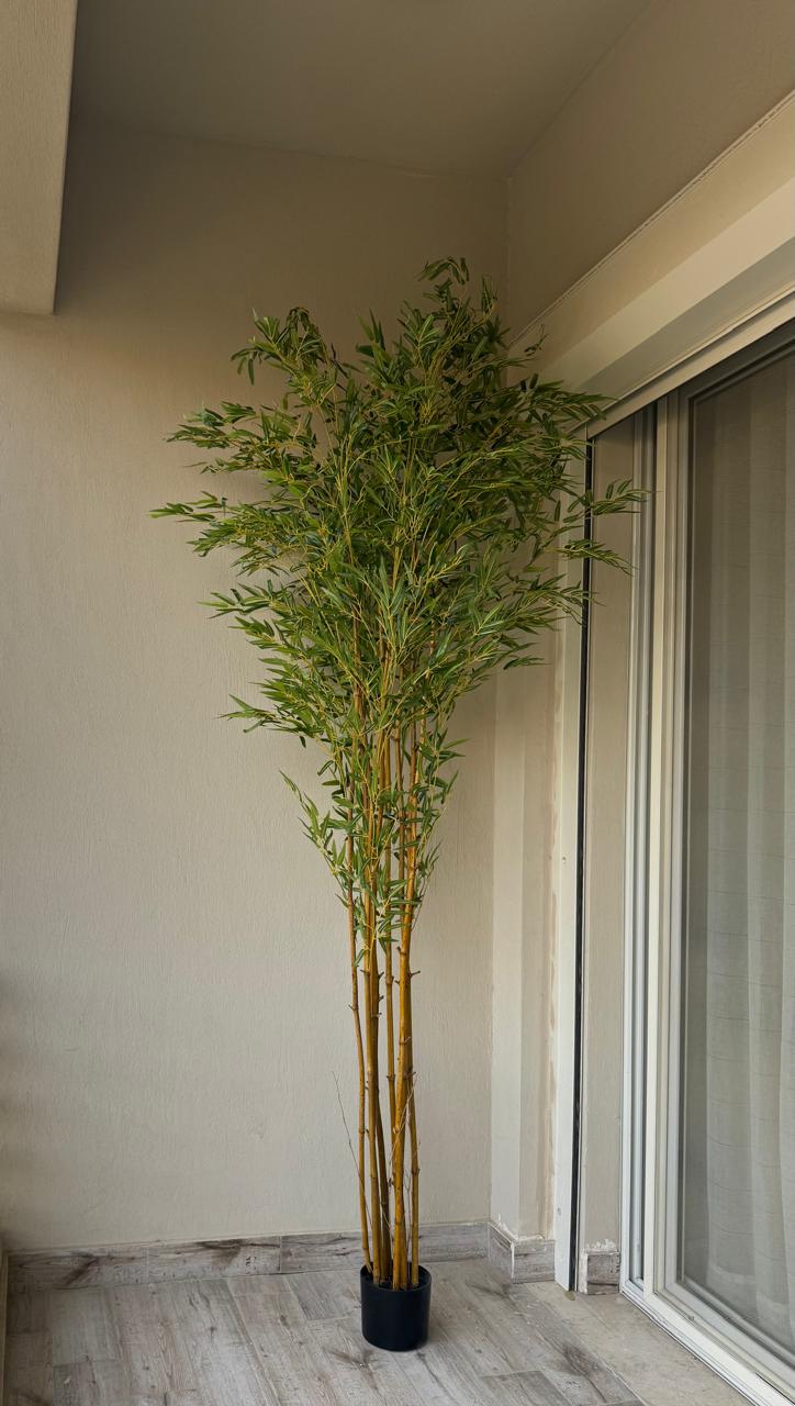 Lush Bamboo | 240 cm | Towering Elegance | Without pot