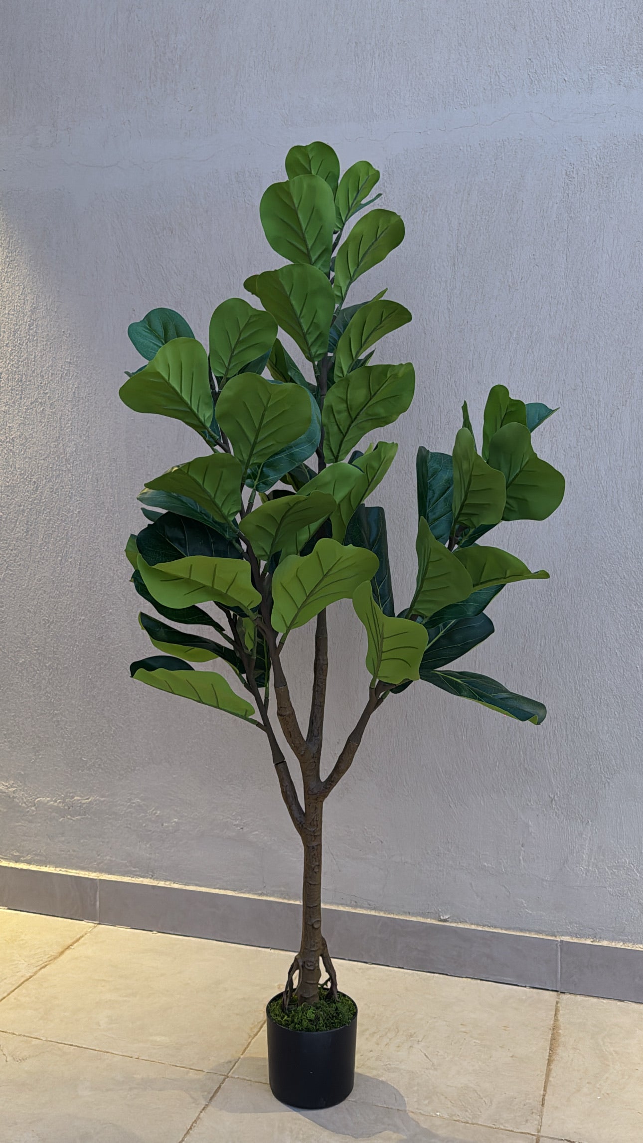 Fiddle Fig | 150 cm | Lush Foliage | Without pot