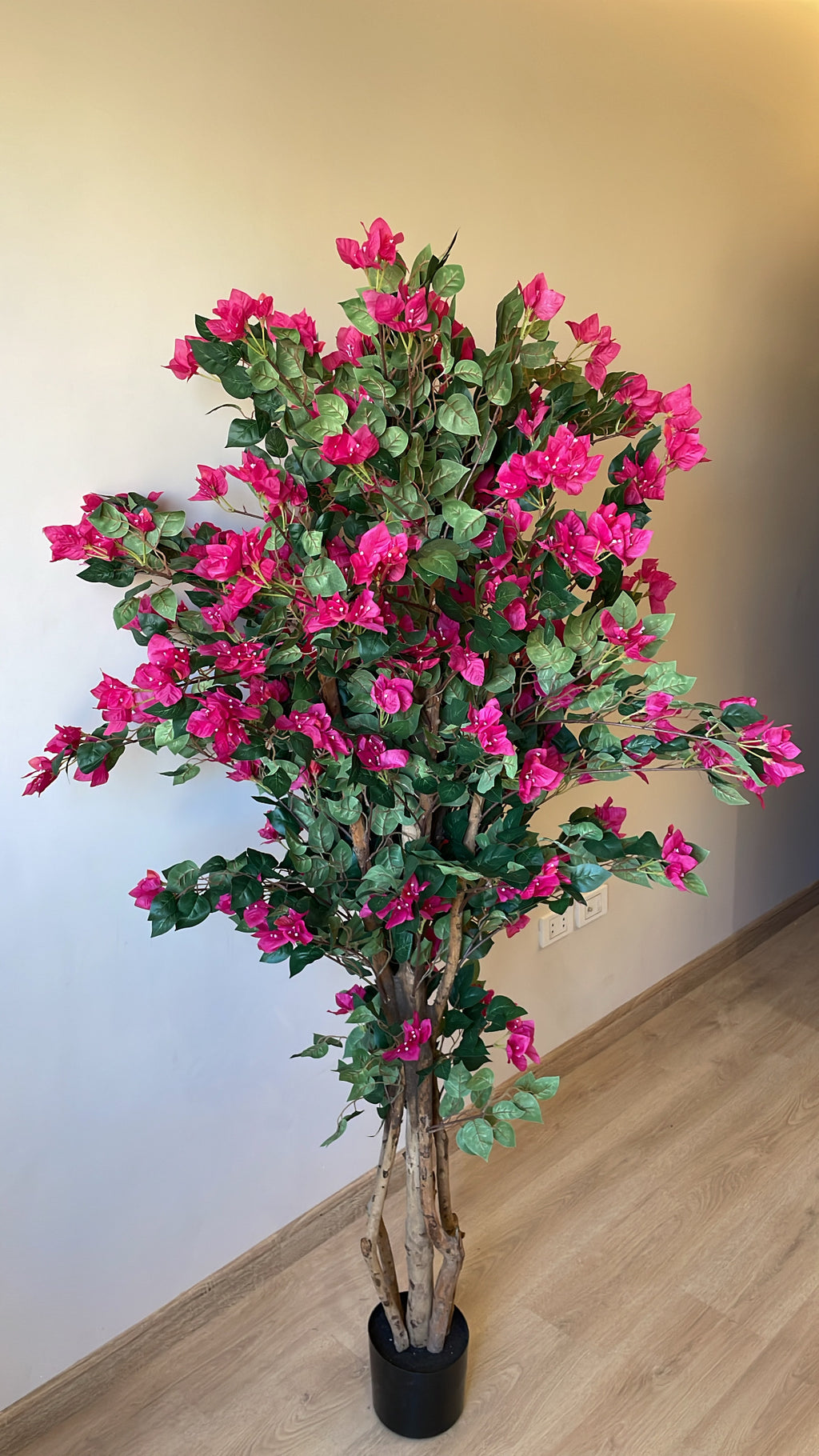 Bougainvillea | 2 M | Without pot