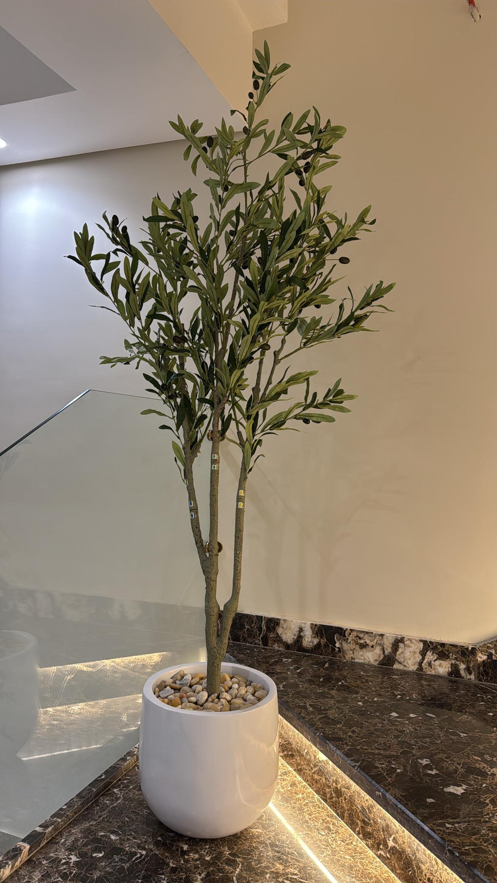 Timeless Olive Tree | 150 cm | Refined Beauty | Without pot