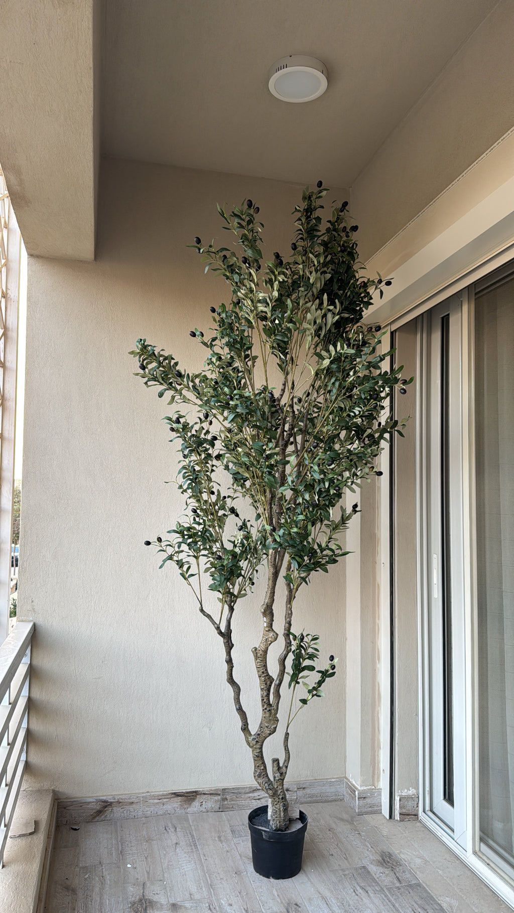 Majestic Olive Tree | 250 cm | Grandeur Unmatched | Without pot